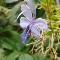 <i>Rotheca serrata</i>  (L.) Steane & Mabb.